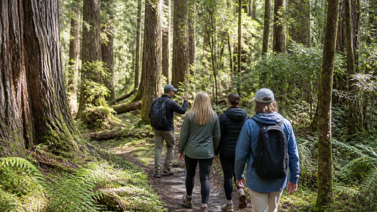 A small group of travellers walking along a quiet forest trail with a local guide, dappled sunlight through tall trees, relaxed and uncrowded atmosphere