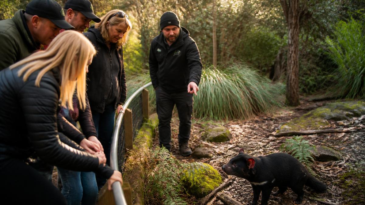 Guide showing a Tasmanian devil to guests during private Tasmania wildlife tours in the bush.