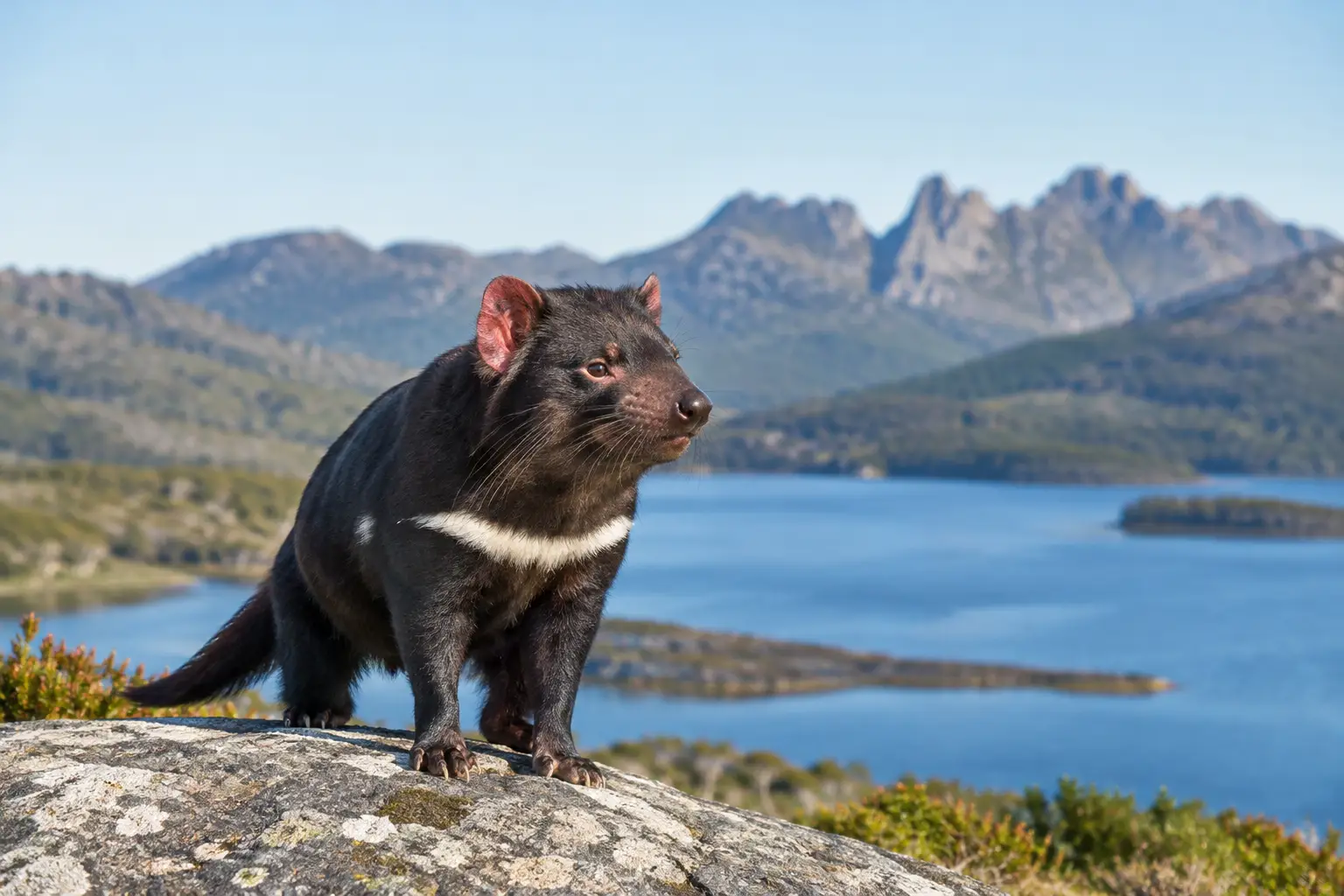 Tasmanian Wildlife: Where to See It Well